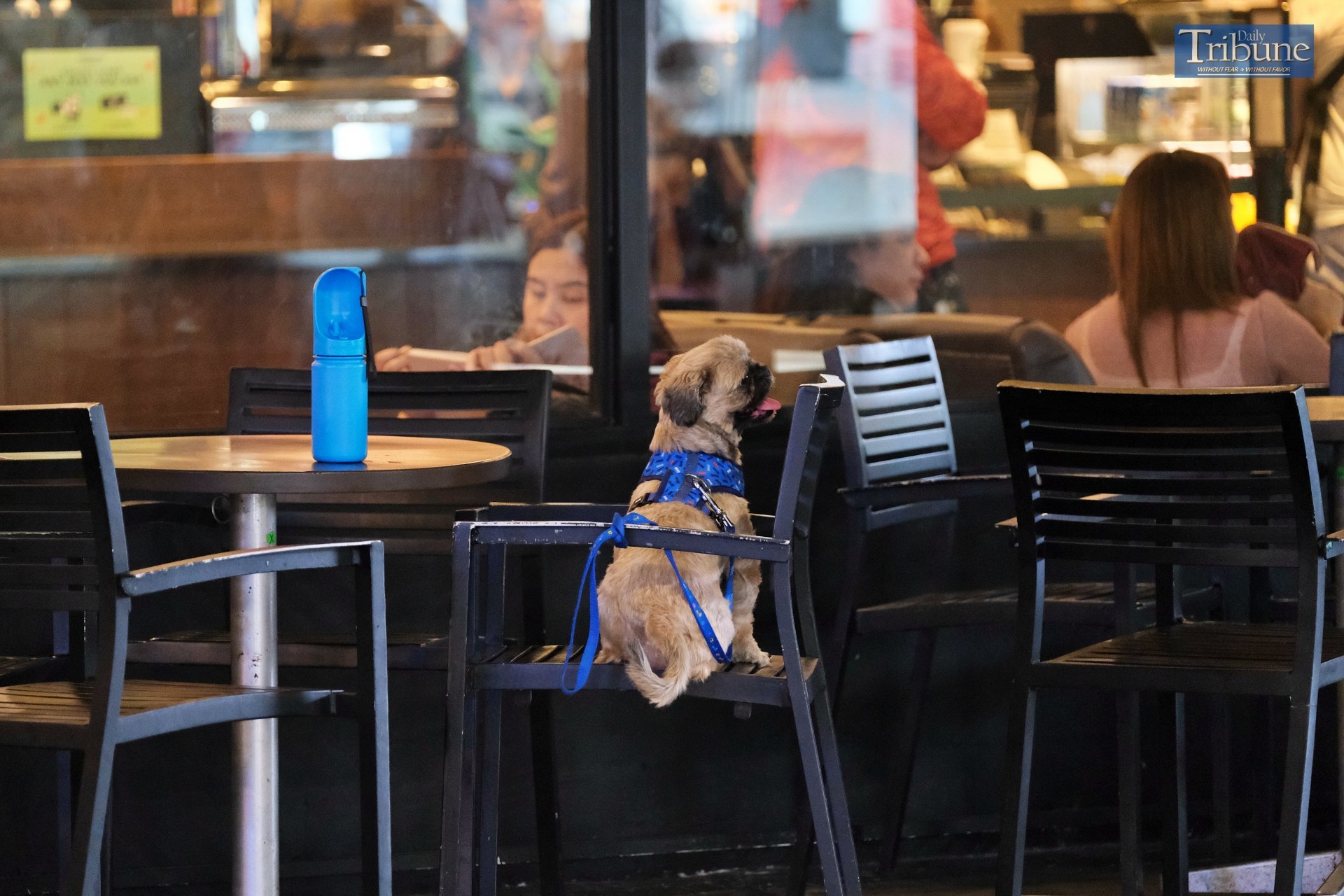 Good, patient puppy